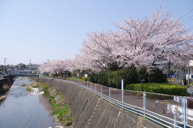 次の橋より。連続する濃い桜の木々。