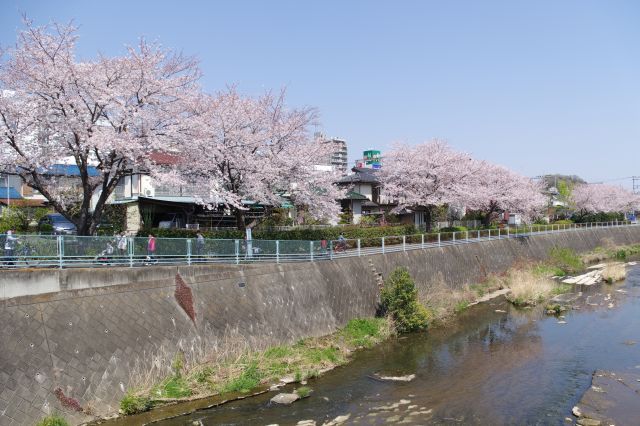再び人道橋へ。駅から近い桜が楽しめるスポットでした。