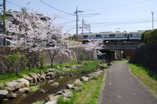 小田急線と小川の桜。