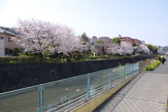 再び鶴見川沿いに合流します。対岸に桜が見えます。