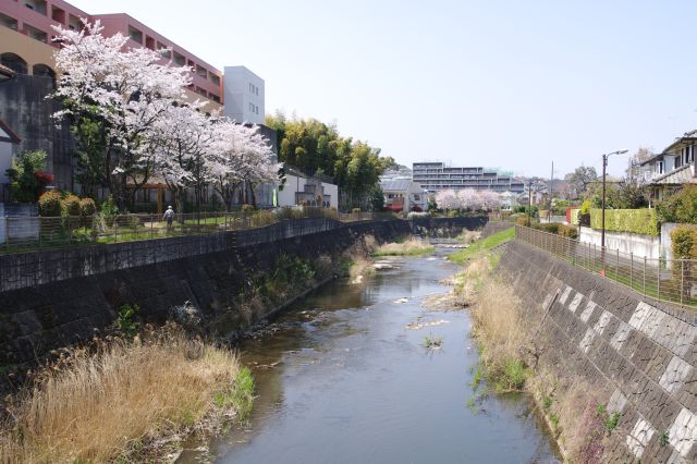 川井田橋から、その先にも桜が続いています。