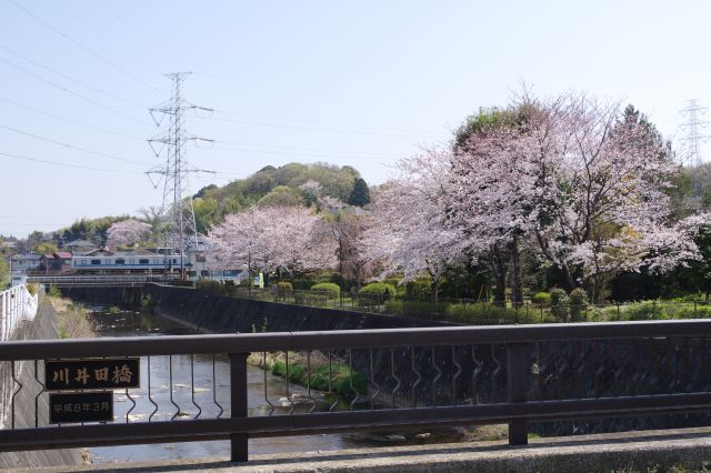 川井田橋から振り返ると、小田急線手前に桜の木々。