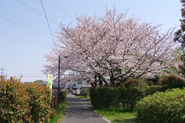 川沿いの心地よい桜の木々。