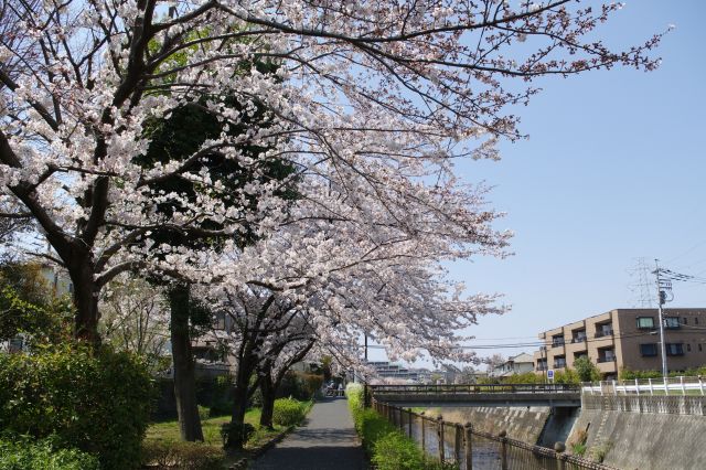 駅前ほど人は多くなく落ち着いて桜を楽しめます。