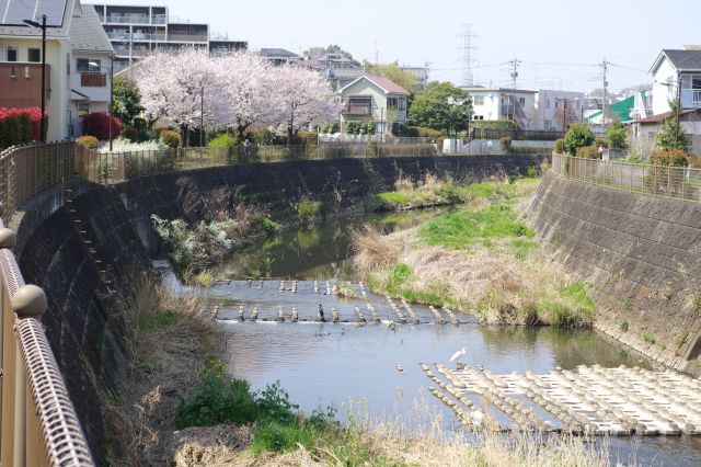 もう少し先の鶴川街道・下川戸橋手前に桜があるので行ってみます。