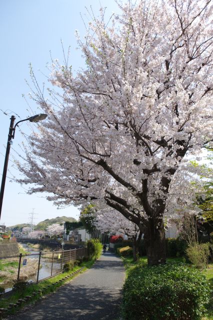 川沿いの心地よい桜の木々。