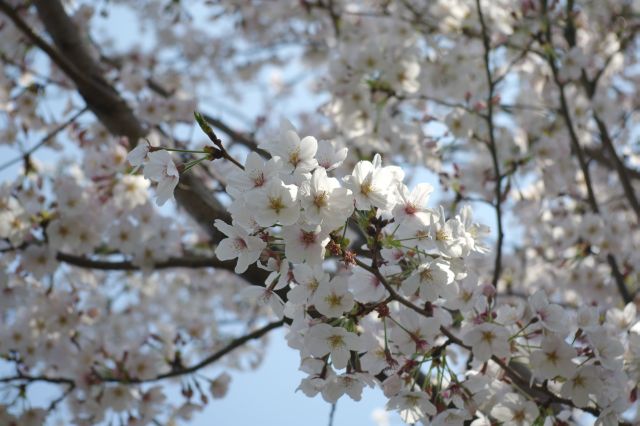美しい桜の花びら。ここで引き返しました。