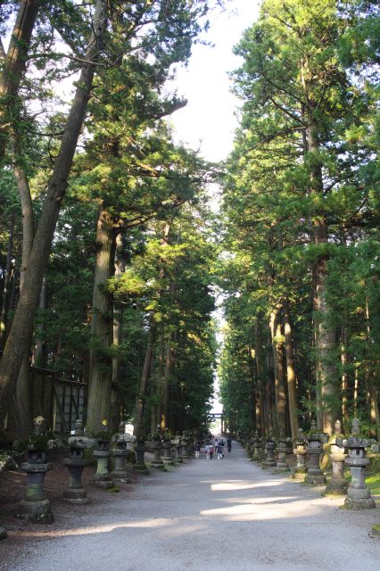 巨木が杉や檜が立ち並ぶ参道、静かで心地よい自然の空気。
