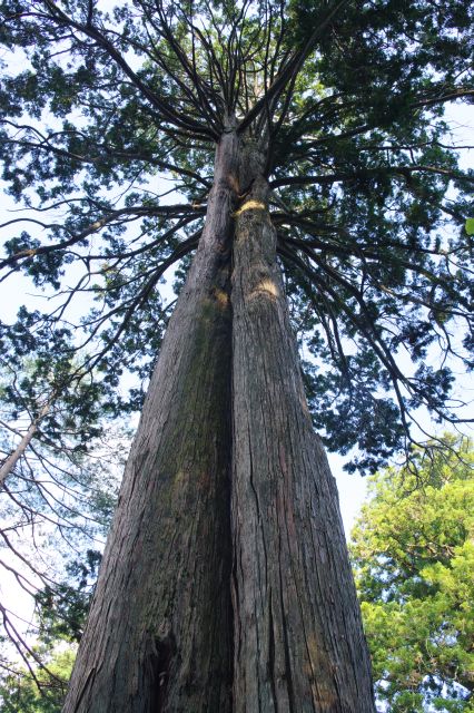 富士夫婦檜は2本の木が合わさっている。