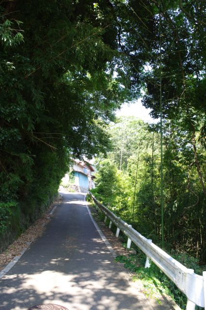 橋の先の脇道は心地よい緑が覆う。