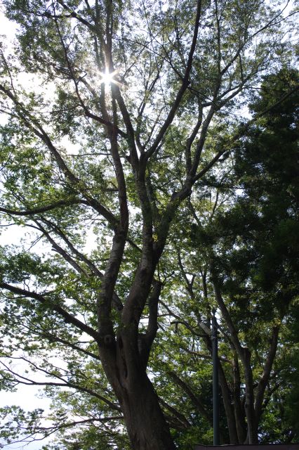 高木のある境内は静かで穏やか、風が揺らす葉の音が心地よい。