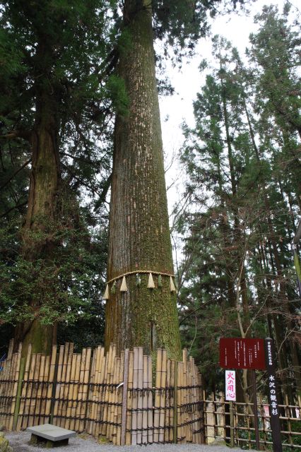 水沢の観音杉は樹齢約700年、高さ38m。