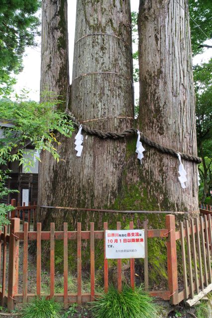 都天然記念物の氷川三本杉があります。大きな根元から3本に分岐しています。