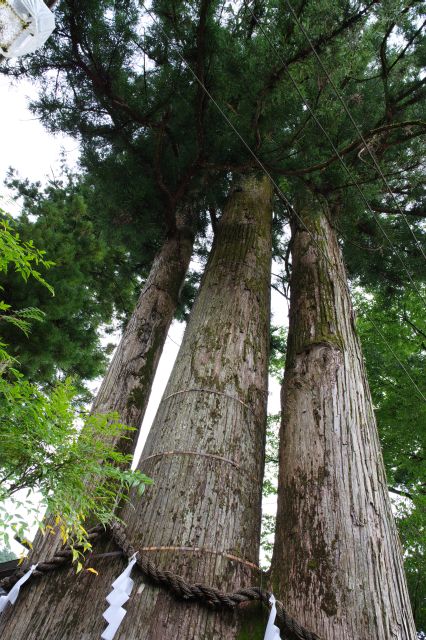 高さ43m、都内最大の大きな杉の木です。