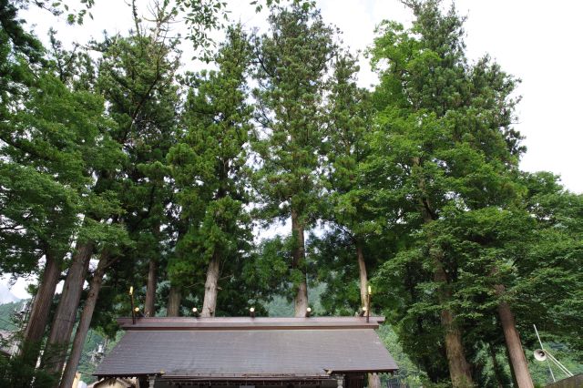 本殿の背後にも大きな杉の木が林立します。