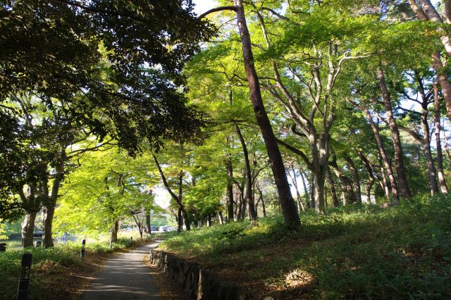 豊かな樹木のアーチが心地よい。