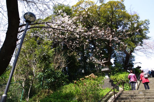 階段の頭上の桜。