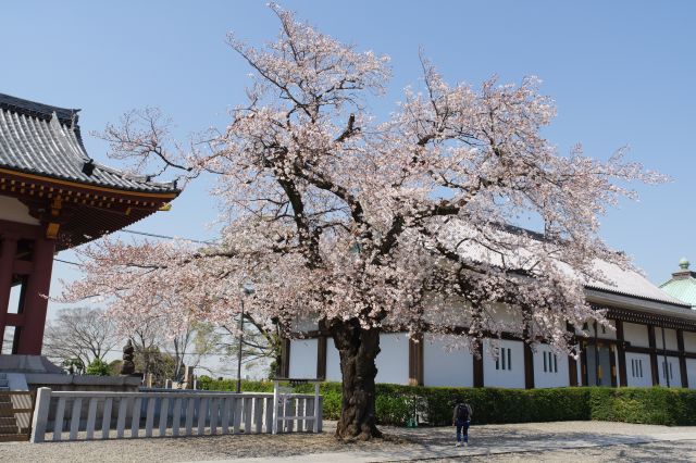 鳥の声が聞こえる静かで広大な境内、左の鐘楼手前に大きな桜の木があります。