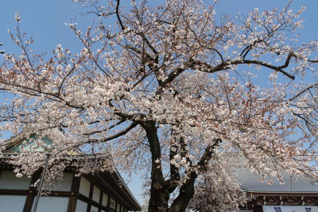 鐘楼前の桜の木。