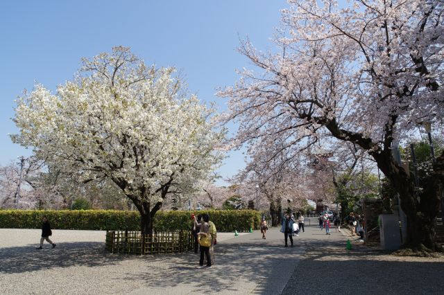 仁王門から右側、五重塔方面に桜の木々が続きます。