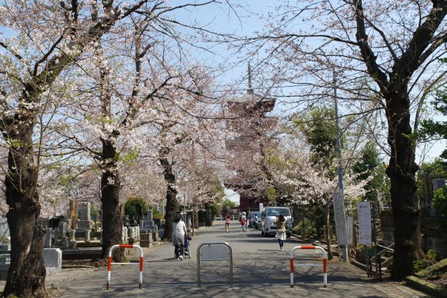 お墓が並ぶ五重塔への道に桜のアーチがあります。