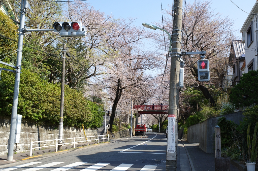 写真30枚 桜坂の桜 大田区 東京都 全国風景写真 みやだい