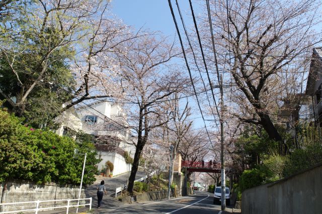 静かな住宅街にある桜のアーチへ。ある程度車通りがあります。