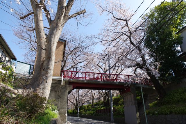 シンボル的な赤い橋。桜は高い所で咲いています。