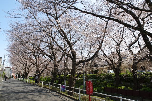 脇の坂を上ると、桜のアーチが目前に続きます。