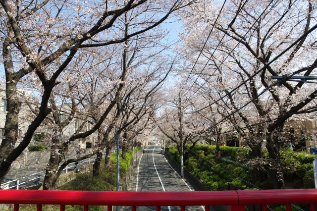 桜橋から桜坂のきれいな桜のアーチが見られます。