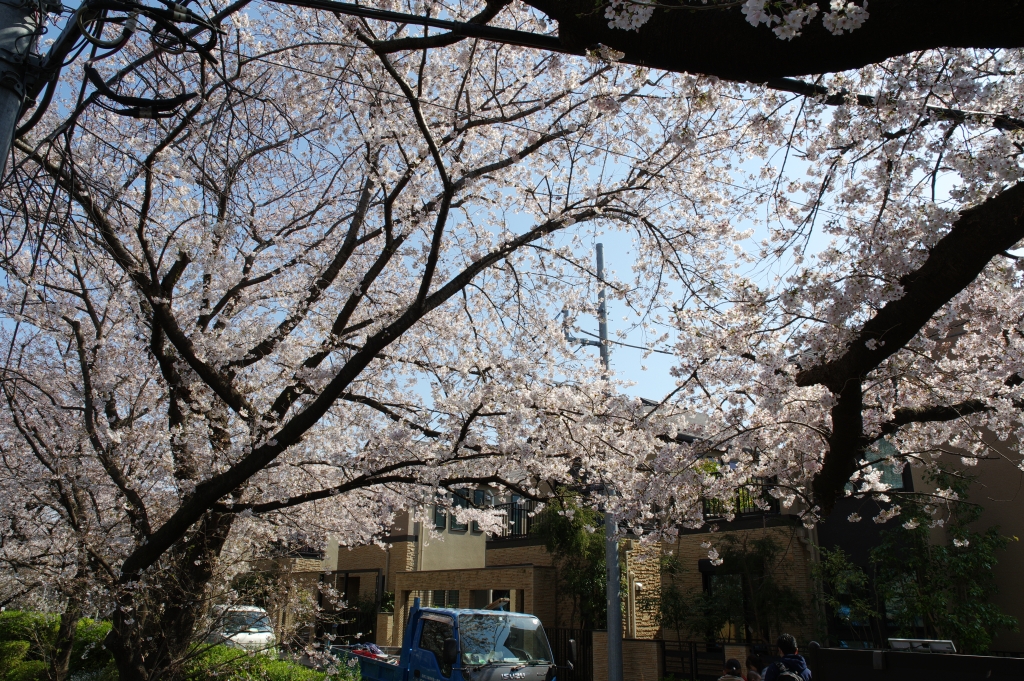 写真30枚 桜坂の桜 大田区 東京都 全国風景写真 みやだい