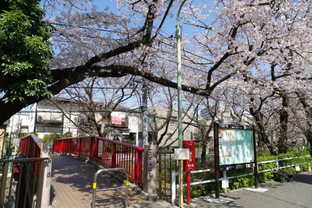 桜橋を渡り反対側へ。橋の上を越える桜の枝。