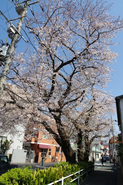 住宅街の美しい桜の木々。
