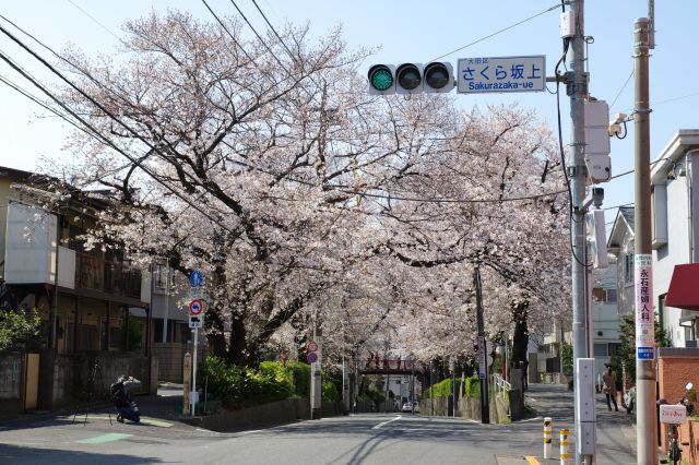 桜坂の桜（大田区）の写真ページ
