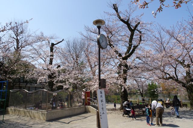 子供たちが集まってにぎやかな桜広場。
