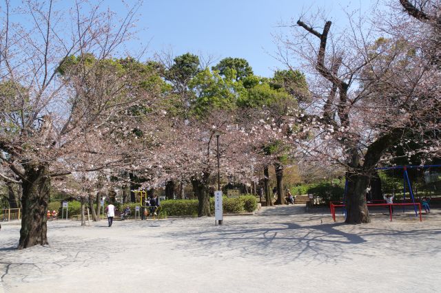 まだ満開ではありませんが桜であふれる広場です。