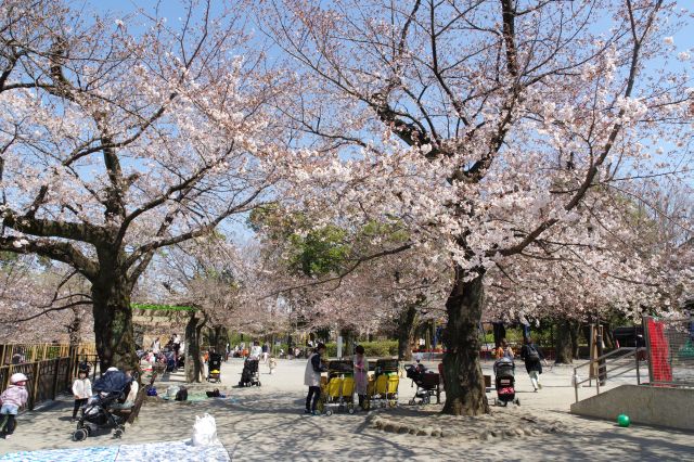 きれいな桜の木々と憩う人々。