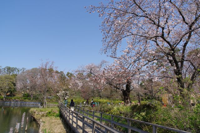 池と桜の間の遊歩道を進みます。