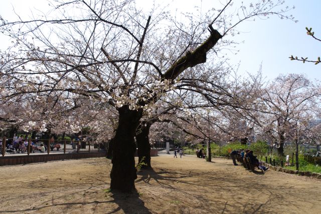 広場の先の方へ。桜の木も元、ベンチから池を眺めて憩う人々。