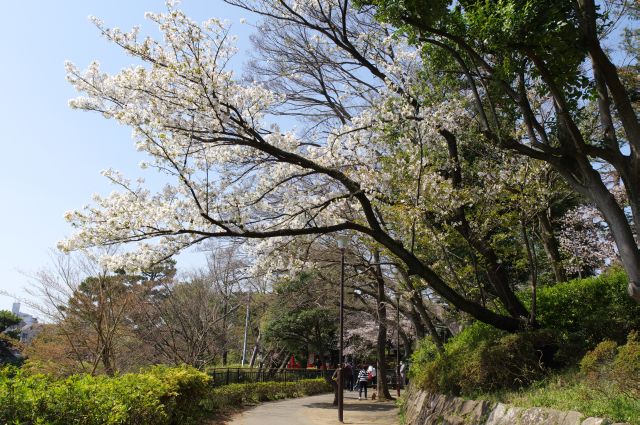 弁天島方面へ進みます。右の松山には桜が少し。