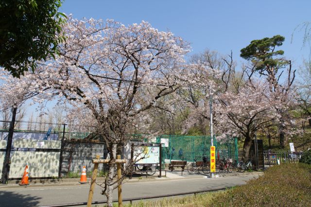 子供広場に桜の木々。隣に桜山がありますがまだあまり咲いていませんでした。