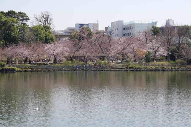 対岸の桜広場は桜色に染まる。