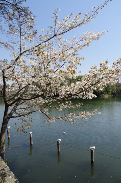 池に向かって伸びる桜の木。