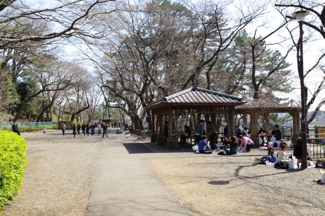 多摩川台公園・古墳群と桜の写真ページへ