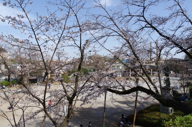 運動広場側の散策路へ。ここにも桜があります。