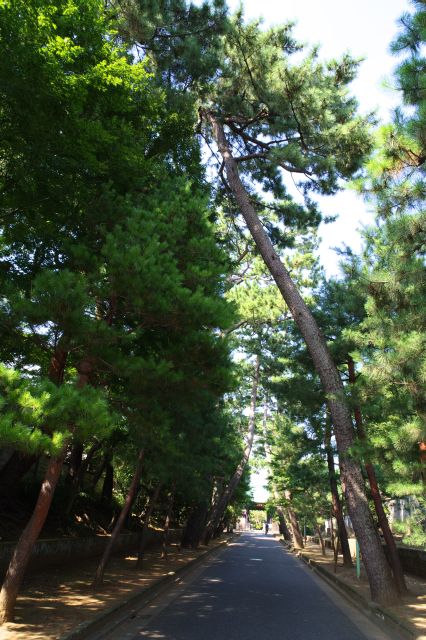 参道を覆う松並木の巨木のアーチを進みます。