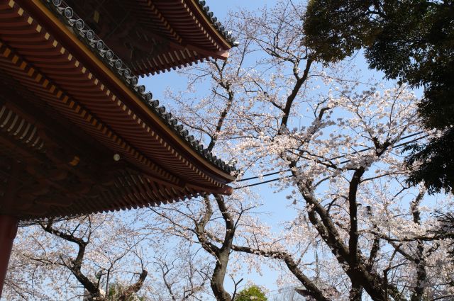 仁王門右手の桜。後で行きますが右側に桜が多いです。
