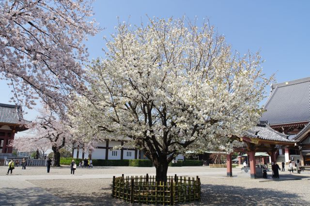 珍しいササベザクラ。ソメイヨシノとは色が異なります。