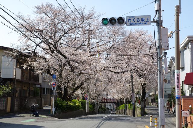 桜坂の桜（大田区）