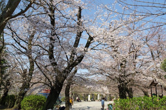 池の東側の桜広場へ。周辺には勝海舟夫妻の墓、西郷隆盛留魂誌碑があります。